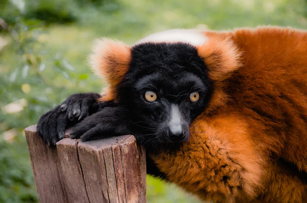 Artis Amsterdam Royal Zoo, Amsterdam