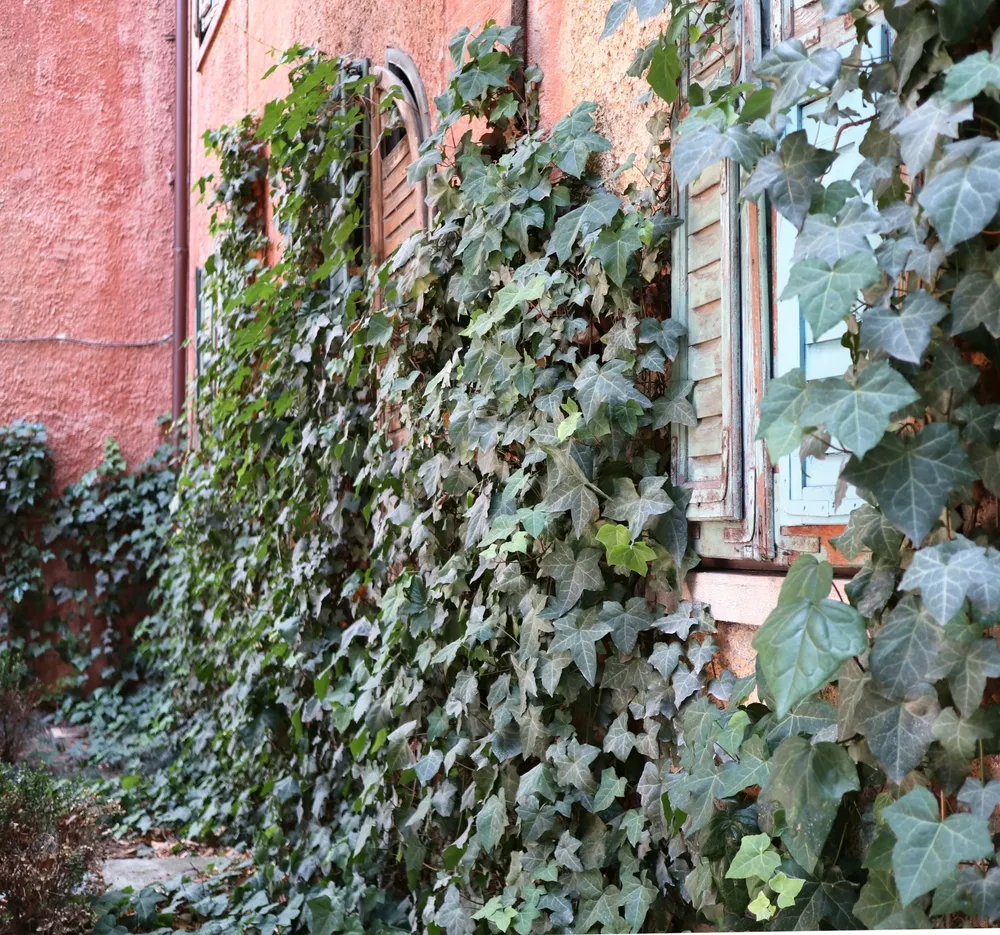House of Leaves, Tirana