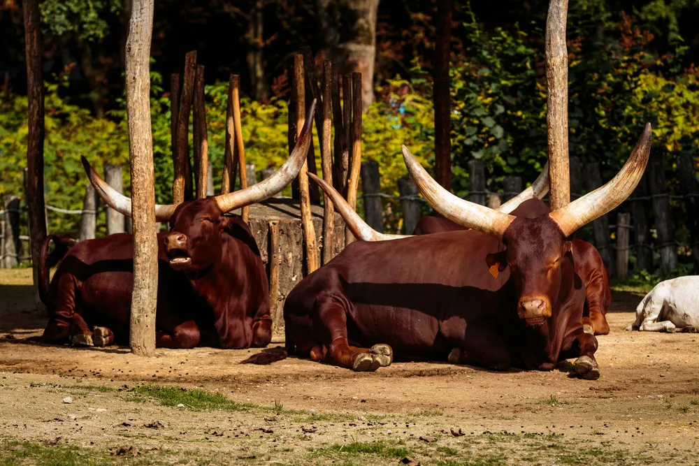ZOO Planckendael, Mechelen